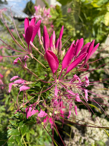 Florist «Countryside Floral And Greenhouses», reviews and photos, 129 Mt Cobb Hwy, Lake Ariel, PA 18436, USA