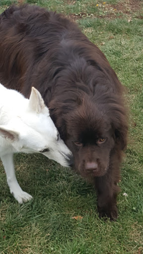 Dog Park «Dog Park», reviews and photos, 851 17th Ave SW, Altoona, IA 50009, USA