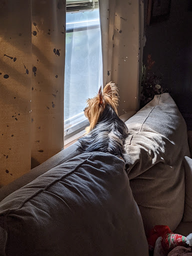 Pet Store «Just Puppies Inc», reviews and photos, 1028 York Rd, Towson, MD 21204, USA