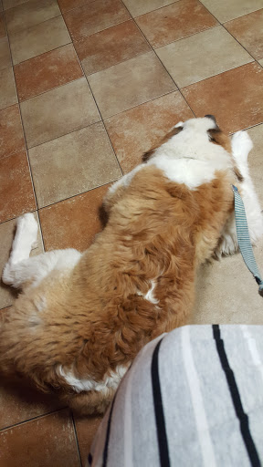 Pet Supply Store «PetSmart», reviews and photos, 2828 Campus Pkwy, Riverside, CA 92507, USA