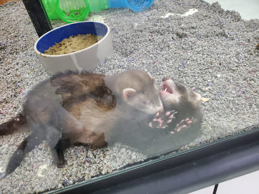 Pet Store «Inland Reef Pet Store», reviews and photos, 817 Cross Lanes Dr, Cross Lanes, WV 25313, USA