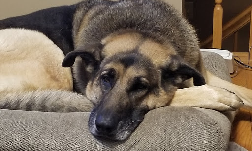 Pet Supply Store «Animal Krackers Inc», reviews and photos, 232 Main St, Gloucester, MA 01930, USA