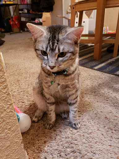 Pet Supply Store «PetSmart», reviews and photos, 2901 Texas Sage Trail, Fort Worth, TX 76177, USA