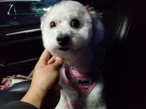 Pet Supply Store «PetSmart», reviews and photos, 2347 N Telegraph Rd, Monroe, MI 48162, USA