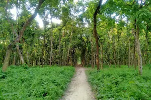 Dhamja Forest image