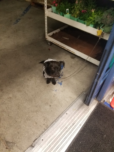 Discount Store «99 Cents Only Stores», reviews and photos, 401 W Anaheim St, Wilmington, CA 90744, USA