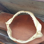 Photo n°1 de l'avis de mp. fait le 12/07/2019 à 15:39 sur le  Cerboli Osteria del Mare à Follonica