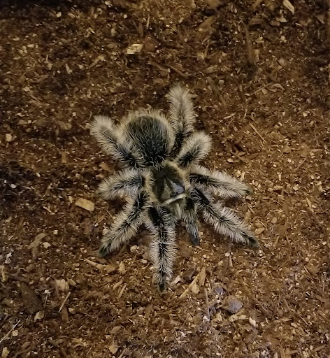 Pet Supply Store «Pet Supplies Plus», reviews and photos, 1856 Hendersonville Rd a, Asheville, NC 28803, USA