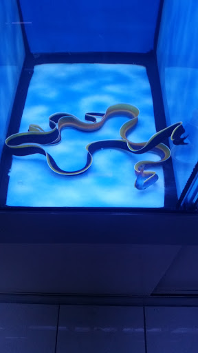 Aquarium «Nemos Aquarium», reviews and photos, 4051 Stone Mountain Hwy, Snellville, GA 30039, USA