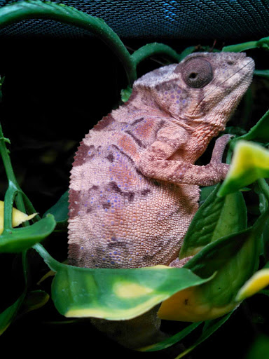 Tropical Fish Store «Fish Bowl & More», reviews and photos, 1673 N Expy, Griffin, GA 30223, USA