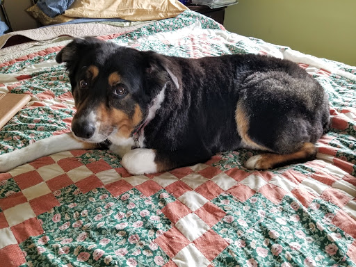 Pet Supply Store «PetSmart», reviews and photos, 889 NE 25th Ave, Hillsboro, OR 97124, USA