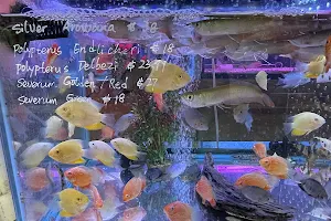 New Lucky Fish Aquarium & Pet Supply image