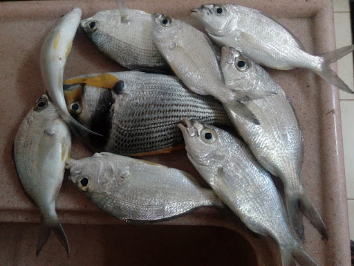 بوفية المذاق 