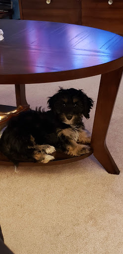 Pet Store «Liberty Agway Pet Center», reviews and photos, 11 Bon Jovi Ln, Liberty, NY 12754, USA