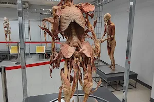 Museum of Human Body image