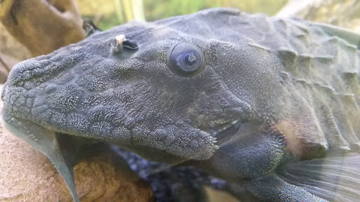 Tropical Fish Store «Fish Finatics», reviews and photos, 7037 Manlius Center Rd, East Syracuse, NY 13057, USA