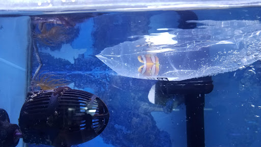 Pet Store «Fish Aquariums & Stuff», reviews and photos, 6112 W Fairview Ave, Boise, ID 83704, USA