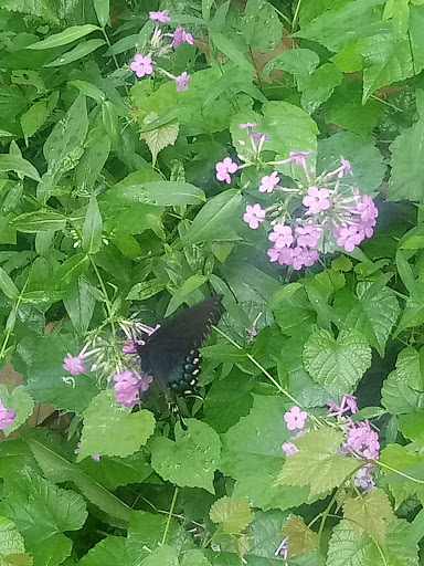 Pet Store «Southside Pet Shop», reviews and photos, 7031 Southside Dr, Louisville, KY 40214, USA