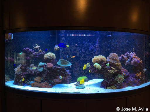 Pet Store «Reef Valley», reviews and photos, 101 N McColl Rd #4, McAllen, TX 78501, USA