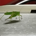 Photo n°6 de l'avis de Fabio.. fait le 09/06/2018 à 21:56 sur le  L altro pianeta à Chieti