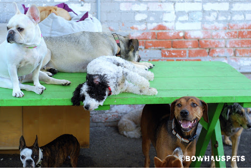 Dog Day Care Center «The Bowhaus Pet Company», reviews and photos, 2472 E Colorado Blvd, Pasadena, CA 91107, USA