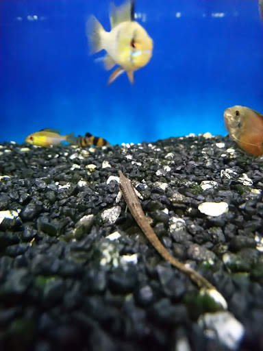 Pet Supply Store «Choice Pet - Danbury», reviews and photos, 67 Newtown Rd, Danbury, CT 06810, USA