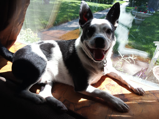 Pet Supply Store «Petco Animal Supplies», reviews and photos, 10235 Indianapolis Blvd, Highland, IN 46322, USA