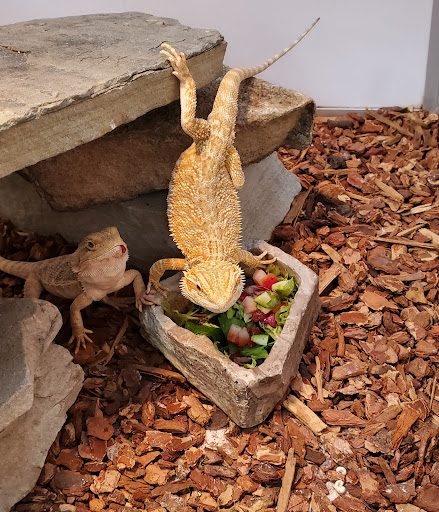 Pet Supply Store «Pet Supermarket, Inc.», reviews and photos, 1052 Peachtree Industrial Blvd, Suwanee, GA 30024, USA