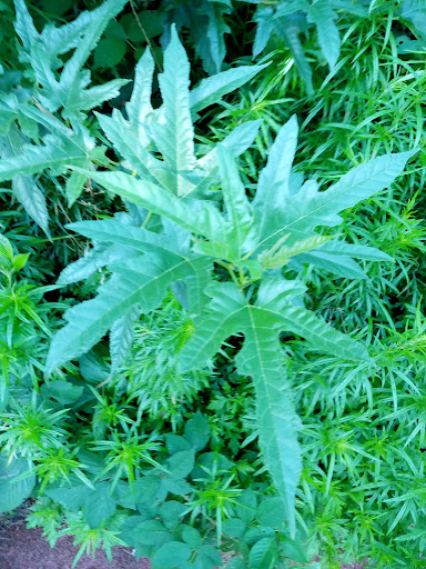 Park «Weequahic Park Track», reviews and photos, 1 Thomas Carmichael Dr, Newark, NJ 07114, USA