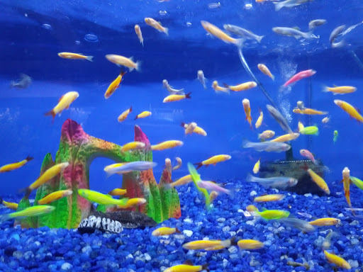 Tropical Fish Store «Delta Pet Center LLC», reviews and photos, 1370 Corporate Square Blvd, Slidell, LA 70458, USA