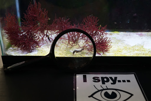 Aquarium «Smithsonian Marine Ecosystems Exhibit», reviews and photos, 420 Seaway Dr, Fort Pierce, FL 34949, USA