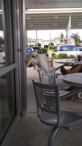 Gas Station «Wawa», reviews and photos, 12701 S Cleveland Ave, Fort Myers, FL 33907, USA