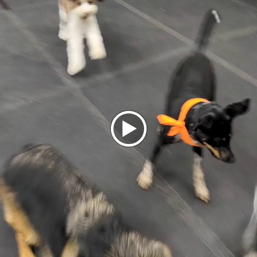 Pet Supply Store «Cycle Dog - Earth Friendly Pet Company», reviews and photos, 2215 NW Quimby St, Portland, OR 97210, USA