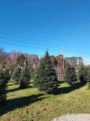 Matthews' Family Christmas Tree Lot
