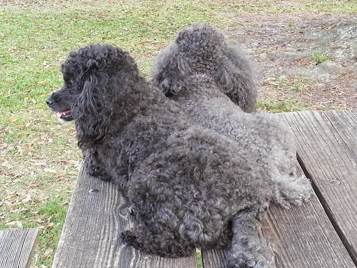 Dog Park «West Park», reviews and photos, 5812 N Occident St, Tampa, FL 33614, USA