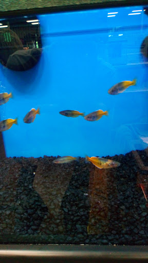 Pet Store «Pet Depot», reviews and photos, 10008 Memorial Pkwy SW, Huntsville, AL 35803, USA