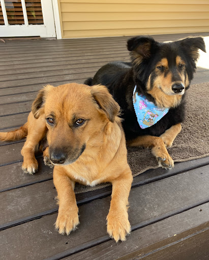 Pet Supply Store «Animal House Grooming & Quality», reviews and photos, 229 W Absecon Blvd, Absecon, NJ 08201, USA