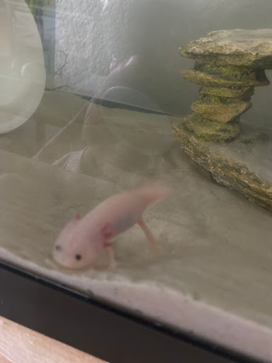 Tropical Fish Store «Tropical Treasures», reviews and photos, 2212 E Platte Ave, Colorado Springs, CO 80909, USA