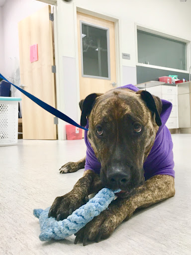 PETS Referral Center image