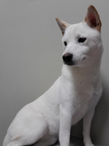 Pet Store «Market Street PET DEPOT», reviews and photos, 2979 S Market St, Gilbert, AZ 85295, USA