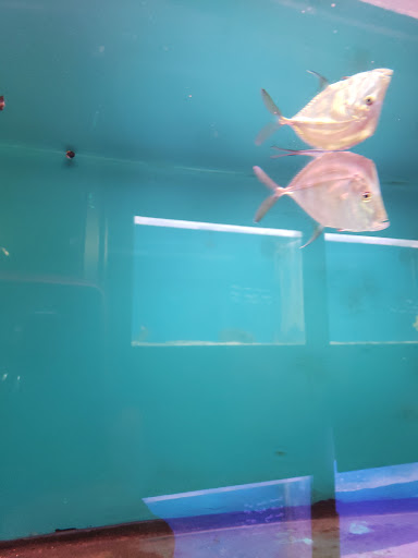 Pet Supply Store «Monrovia Tropical Fish», reviews and photos, 603 W Huntington Dr, Monrovia, CA 91016, USA