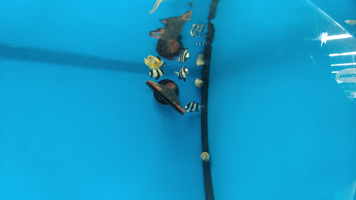 Pet Supply Store «Petco Animal Supplies», reviews and photos, 16710 Royalton Rd, Strongsville, OH 44136, USA