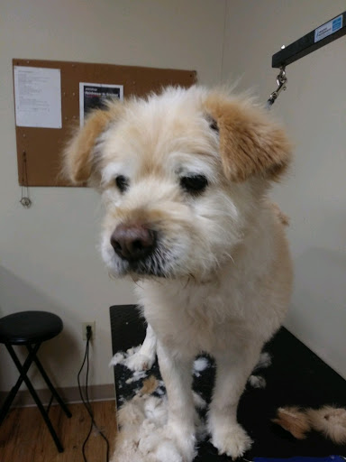 Pet Supply Store «EarthWise Pet Supply - Richardson», reviews and photos, 1310 W Campbell Rd #128, Richardson, TX 75080, USA