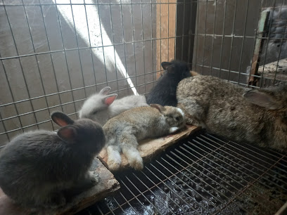 Criadero de conejos Rosita