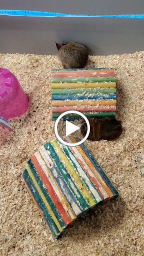 Pet Store «Zookeeper Exotics», reviews and photos, 9012 Research Blvd, Austin, TX 78758, USA