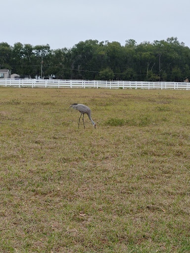 Soccer Club «Seminole Soccer Complex», reviews and photos, 7390 Lake Markham Rd, Sanford, FL 32771, USA