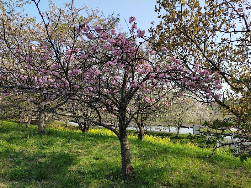 桜リバーサイドパーク