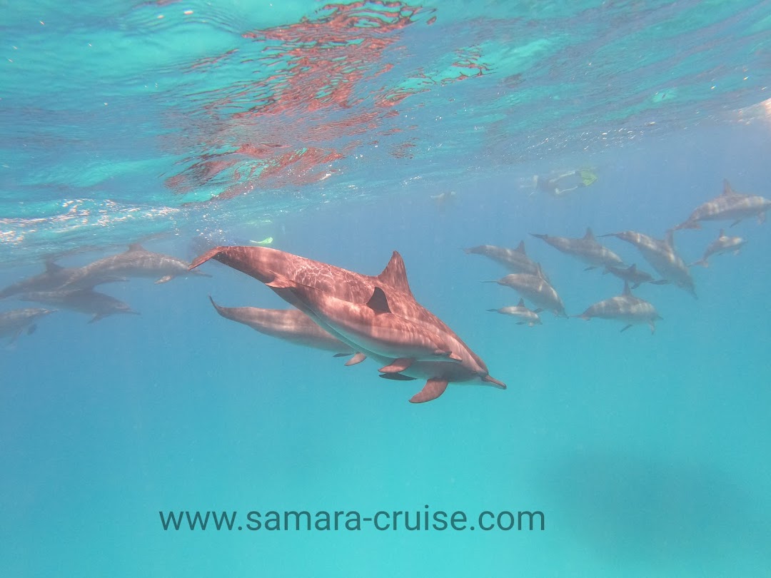 Samara Cruise