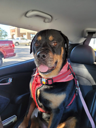 Pet Supply Store «PetSmart», reviews and photos, 6251 N Davis Hwy, Pensacola, FL 32504, USA