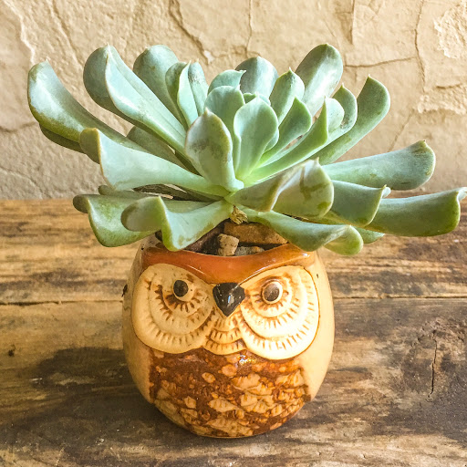 Wholesale Florist «Urban Jungle», reviews and photos, 2603 Sherman Ave NW, Washington, DC 20001, USA